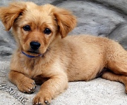 Training puppies at home